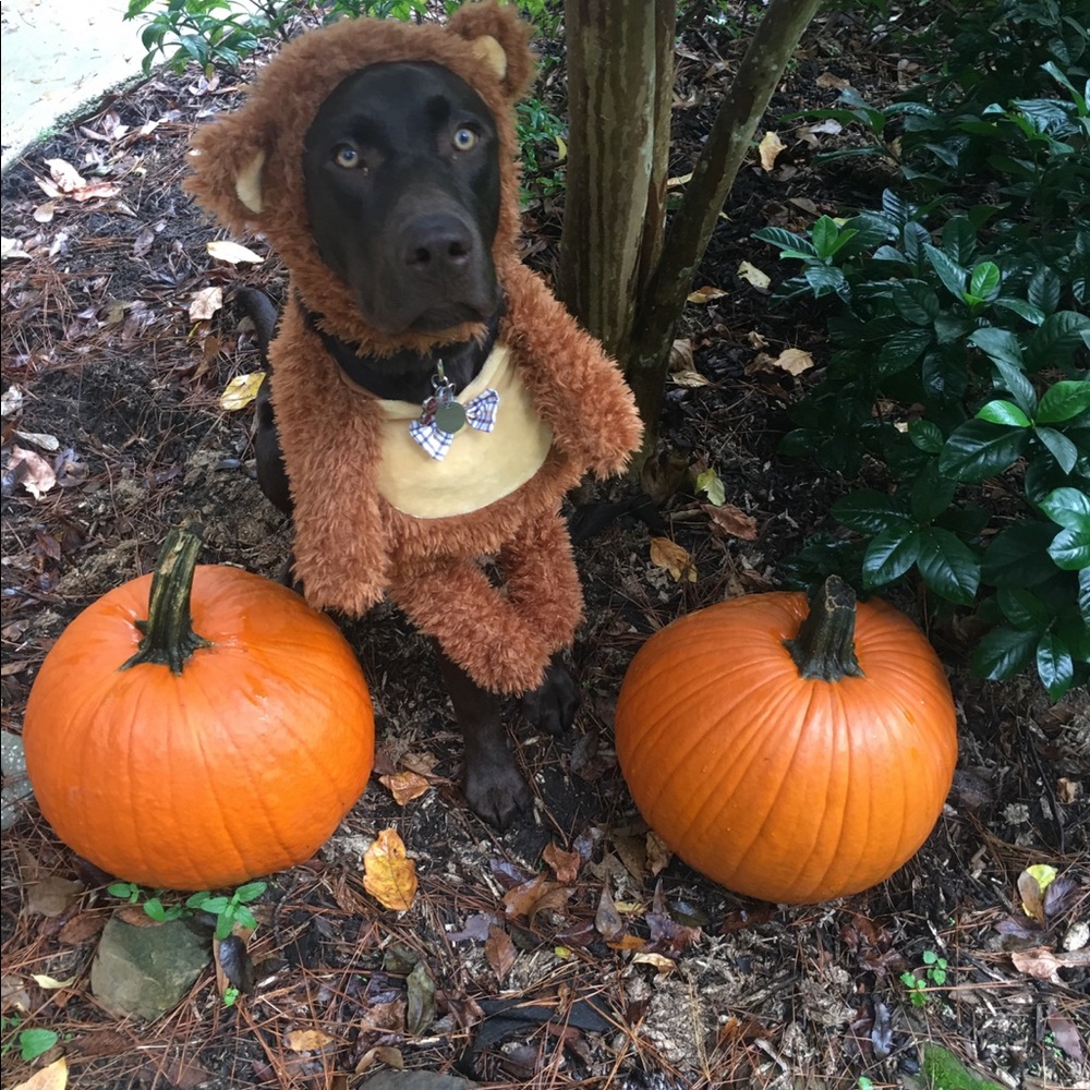 Bear dog costume!